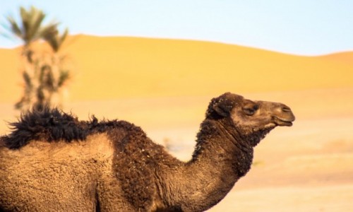 MAROKO / Maroko / Merzouga / Oaza, wielbd, pustynia, wydmy