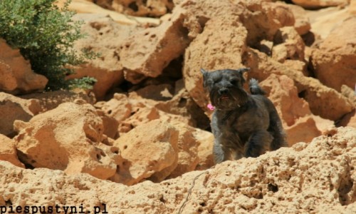 Zdjecie MAROKO / Sahara / Sahara / Jasiek