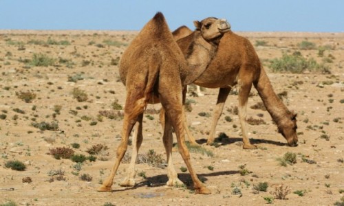 Zdjcie MAROKO / Sahara Zachodnia / Hagunia / Co si tak gapisz