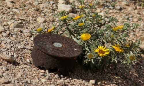 Zdjcie MAROKO / Sahara Zachodnia / Okolice Al-Ujun / Taki kwiatek