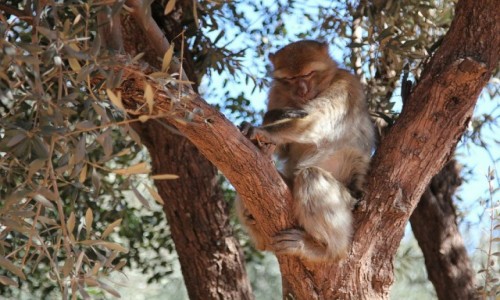 Zdjęcie MAROKO / Maroko /  Szallalat Uzud / Elegantka