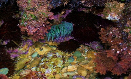 Zdjecie MAROKO / Sahara Zachodnia / Ocean Atlantycki / Rafa noc