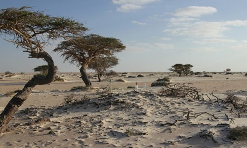 Zdjecie MAROKO / Sahara Zachodnia / Sahara / Urodziny pod goym niebem