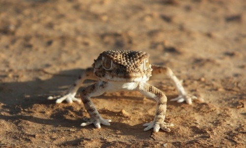 Zdjecie MAROKO / Sahara Zachodnia / Sahara / Mieszkaniec Sahary