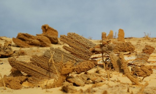 Zdjcie MAROKO / Sahara Zachodnia / Portorico / Plaa w Portorico