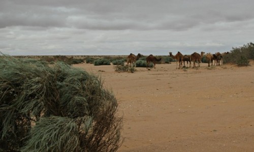 Zdjęcie MAROKO / Sahara Zachodnia /  Sahara / Mieszkańcy Sahary