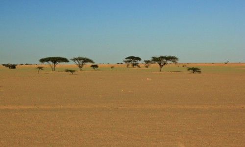 Zdjęcie MAROKO / Sahara Zachodnia /  Sahara / Kolory pustyni