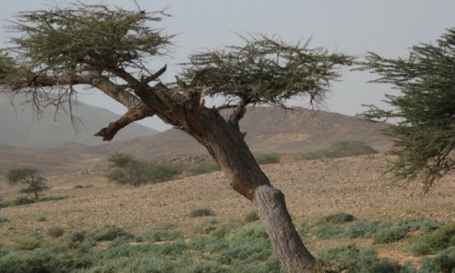 Zdjcie MAROKO / Sahara Zachodnia / Sahara  / Pocztwka z Sahary