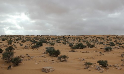 Zdjecie MAROKO / Sahara Zachodnia / Sahara  / Mur saharyjski