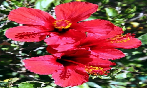 Zdjecie MAROKO /  Atlas  / Quarzazate  / Kwiat hibiskusa