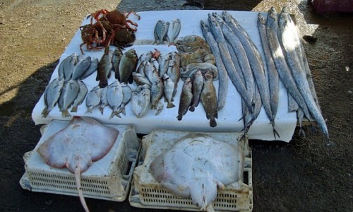 Zdjęcie MAROKO / - / As-Suwajra / trip