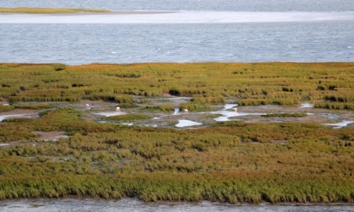 Zdjecie MAROKO / Layoune-Sakia El Hamra / Park Narodowy Khenifiss / Laguna midzy pustyni,a oceanem