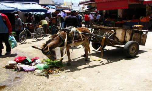 Zdjecie MAROKO / trasa Agadir  Casablanka / Al Dadida / na targu