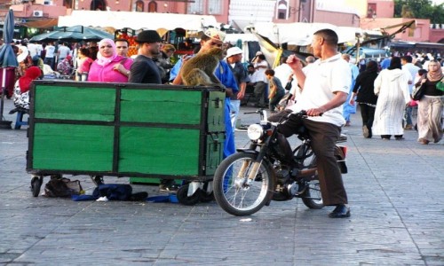 Zdjęcie MAROKO / trasa Fez - Marrakesz / gdzieś na trasie / Plac Dżama el-Fna
