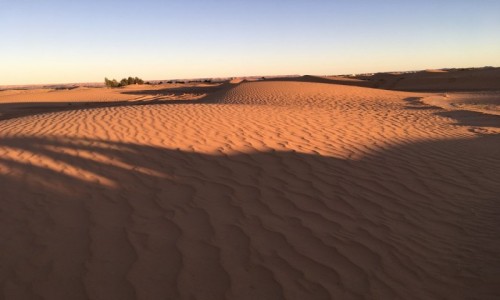 Zdjcie MAROKO / - / Sahara - Erfoud / Maroko -Sahara