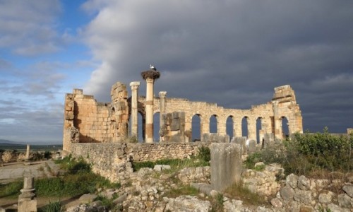 Zdjecie MAROKO / Fez-Meknès / Volubilis / Ruiny kapitolu