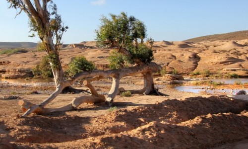 Zdjecie MAROKO /  Kulmim-Asmara /  ruiny starego fortu / Bou Jerif