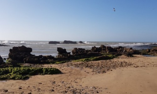 Zdjęcie MAROKO / Północne Maroko / Okolice Essaouira / Wybrzeże