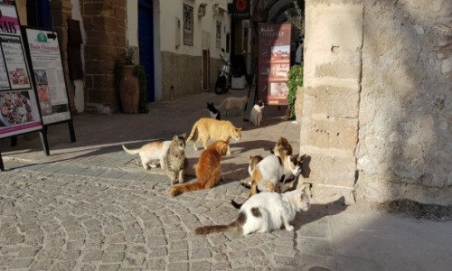 Zdjcie MAROKO / Pnocne Maroko / Miasto Essaouira / Maroko kotami stoi