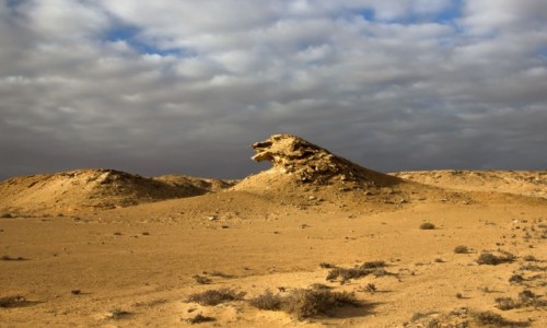 Zdjcie MAROKO / Sahara Zachodnia / w piaskach pustyni / Ptak pustyni