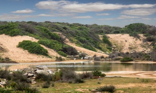 Zdjecie MAROKO / El Jadida / Loualidia / Uroki laguny