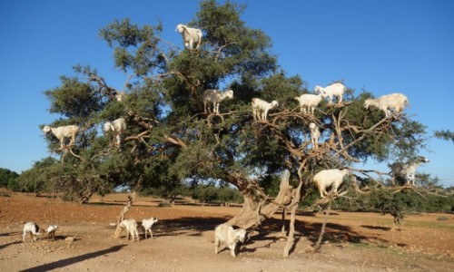 Zdjecie MAROKO / Zachodnie Maroko / Azilal-Essaouira / Turystycznie
