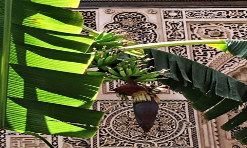 Zdjecie MAROKO / - / Agadir / Agadir