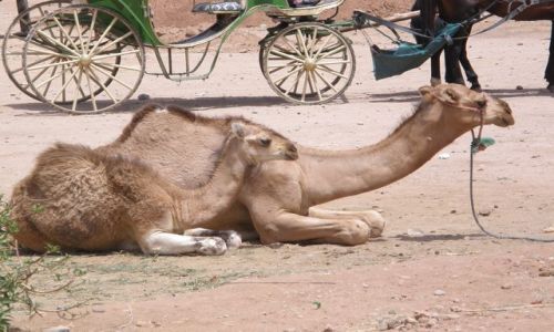 Zdjęcie MAROKO / brak / Marrakesh / Wielbłądek i mama wielbłątkowa ; D