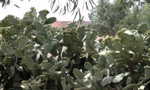 Zdjcie MAROKO / brak / Okolice Marrakeshu / Mj przysmak ; ]