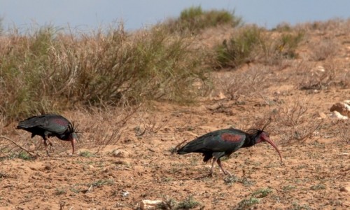 Zdjcie MAROKO / Souss-Massa / nad Atlantykiem / Miejscwka ibisw