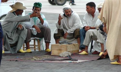 Zdjecie MAROKO / Marrakesz / Dżemaa el Fna / zaklinacze węży
