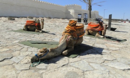 Zdjecie MAROKO / . / Agadir / Pod murami twierdzy