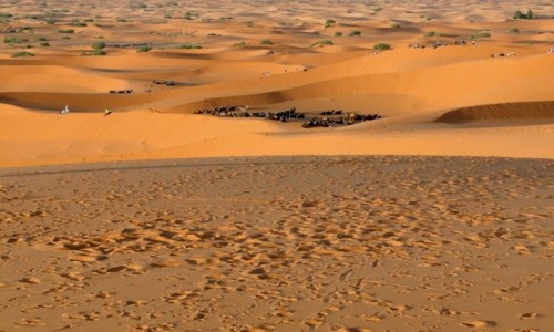 Zdjcie MAROKO / . / Erg Chebbi / Kolory pustyni