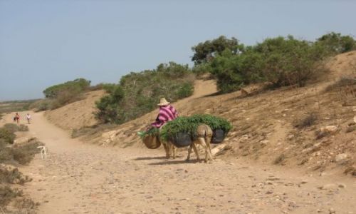 Zdjęcie MAROKO / brak / Massa / Wiosna w Maroku