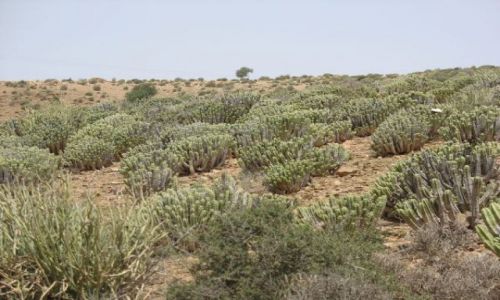 Zdjęcie MAROKO / brak / Massa / Wiosna w Maroku