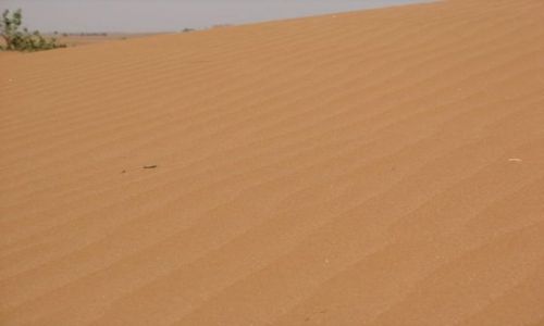 Zdjęcie MAROKO / brak / Massa / Wiosna w Maroku