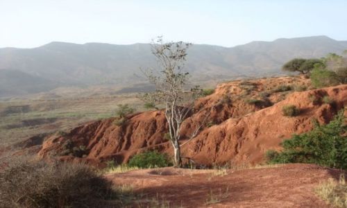 Zdjęcie MAROKO / brak / droga do Marakeszu... / Wiosna w Maroku