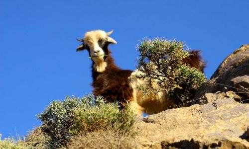 Zdjcie MAROKO / atlas wysoki / toubkal / kozica