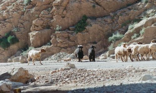 Zdjęcie MAROKO / brak / todra / kozły