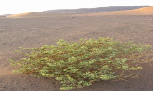 Zdjecie MAROKO / Sahara / Sahara / krzewy pustyni