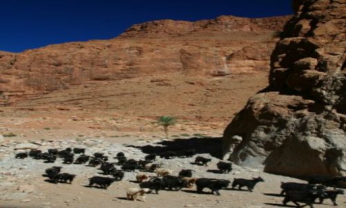 Zdjęcie MAROKO / AtlasWysoki / Wawoz Todra / Wawoz  Todra