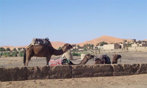 Zdjecie MAROKO / brak / Merzouga / wielbłądy