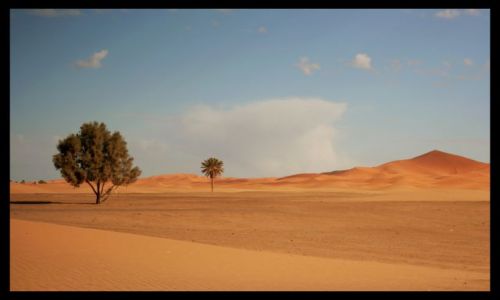 Zdjecie MAROKO / sahara / sahara / kiedy sie konczy pustynia