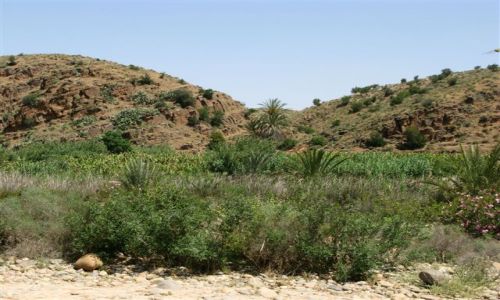 Zdjecie MAROKO / maroko / gory atlas / argan