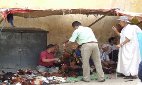 Zdjecie MAROKO / Fez / Fez / kram drobiowy