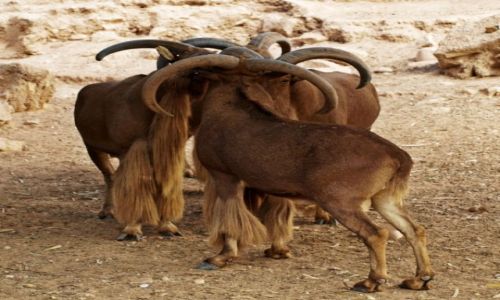 Zdjecie MAROKO / brak / Agadir - ZOO / trzy rogacze