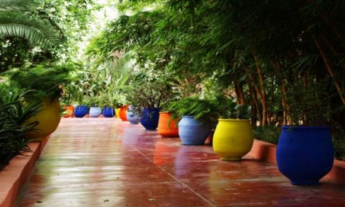 Zdjecie MAROKO / brak / Marrakech / Ogrd Majorelle Yves Saint Laurenta