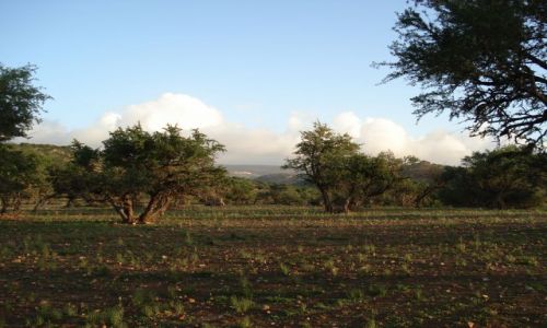 Zdjęcie MAROKO / Essaouira / na trasie Essaouira-Agadir / Afrykański krajobraz