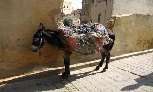 Zdjęcie MAROKO / medina / Fez / jedyny środek transportu w medinie