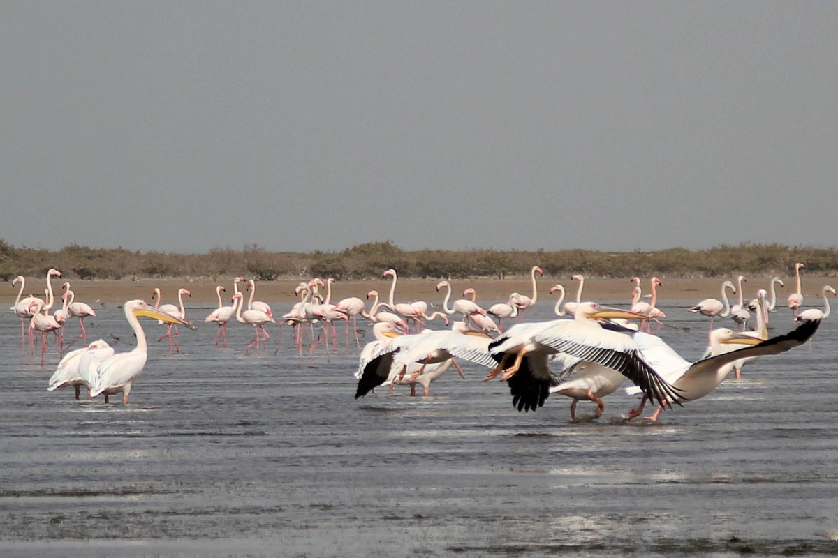 Zdjęcia: Park Narodowy Banc d’Arguin, Wybrzeże Mauretanii, Ptactwa dostatek, MAURETANIA Zdjęcia: Park Narodowy Banc d’Arguin, Wybrzeże Mauretanii, Ptactwa dostatek, MAURETANIA